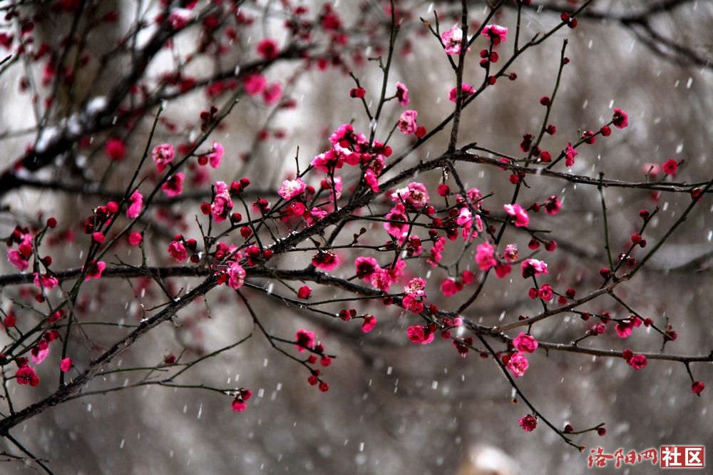 雪景梅花(二)