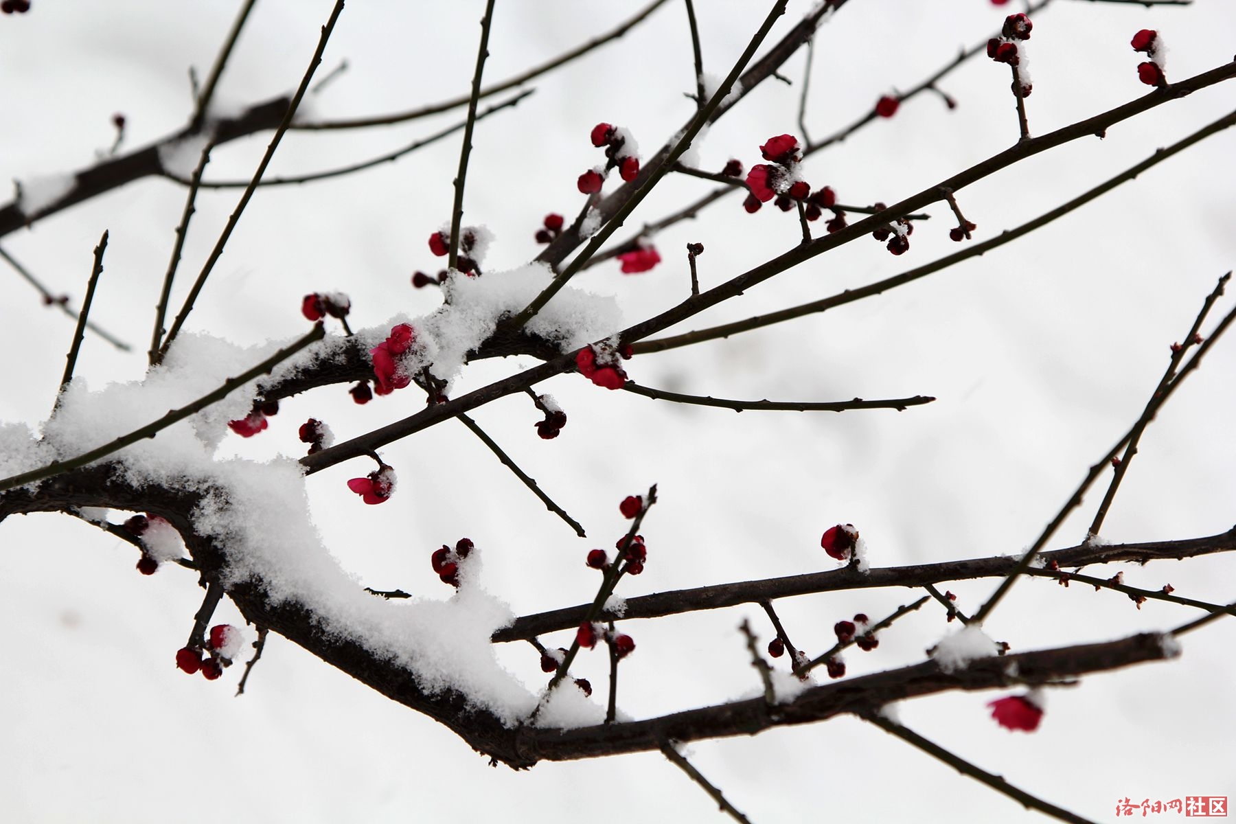 大雪纷飞赏梅花