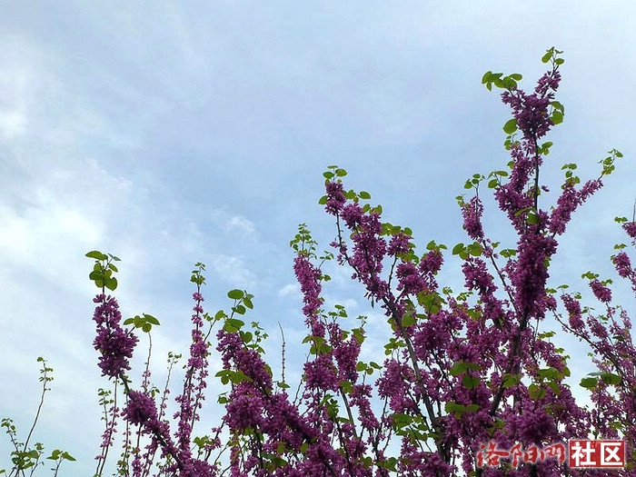 紫荆花,象征团结亲情的花