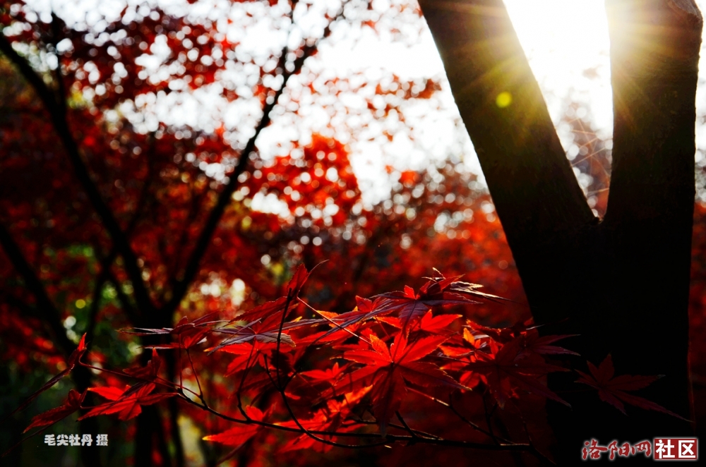 【毛尖视窗】洛阳城里见秋风 霜叶红于二月花
