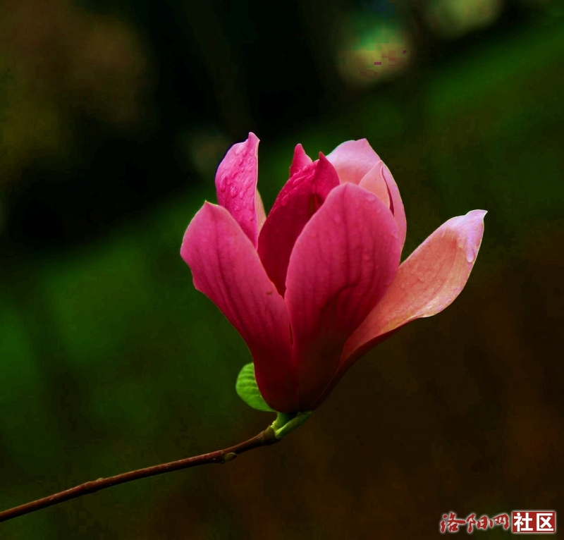 雨中娇艳的玉兰花