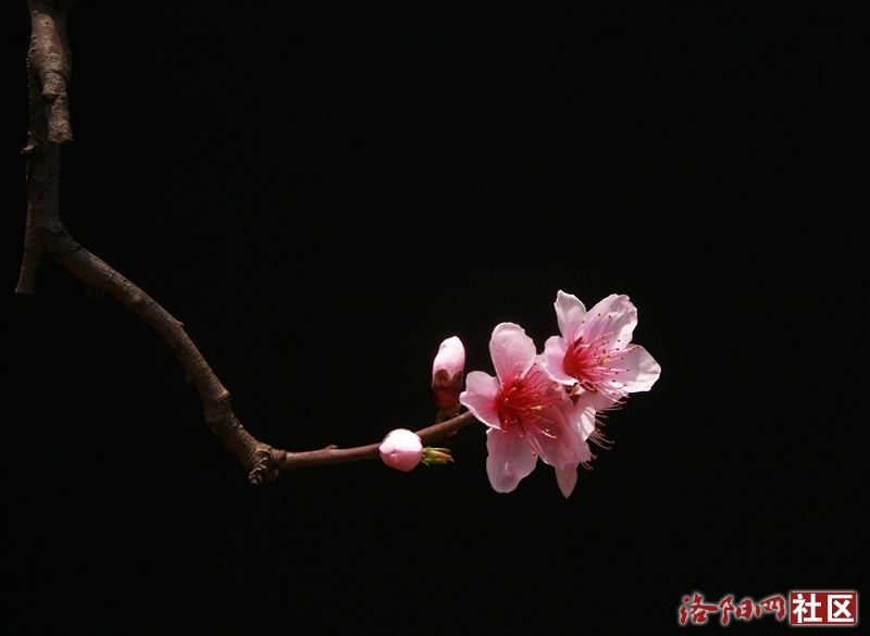 孟津送庄桃花诗会