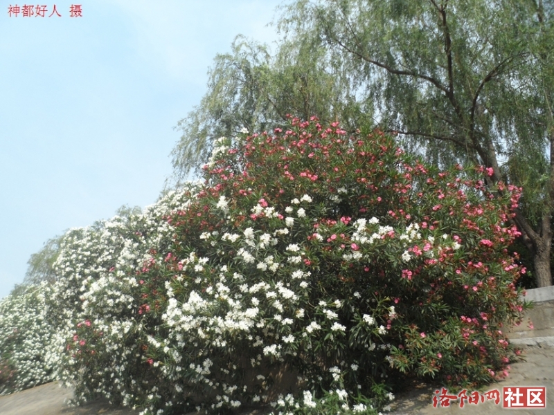 SAM_0743.JPG