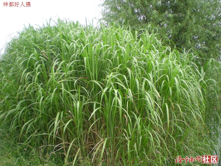 DSCN4088.JPG