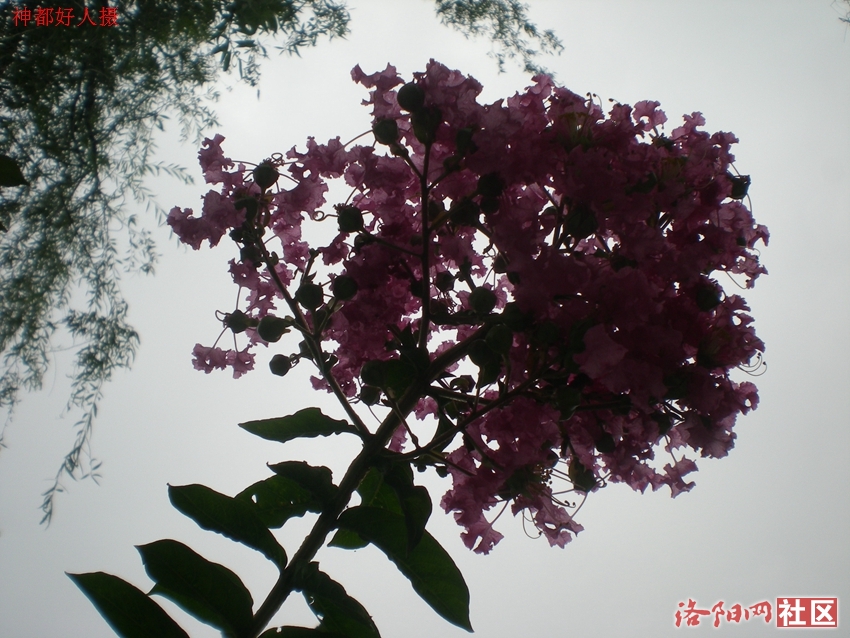 DSCN4203.JPG