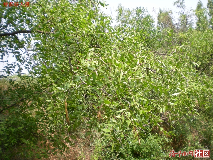 DSCN4255.JPG