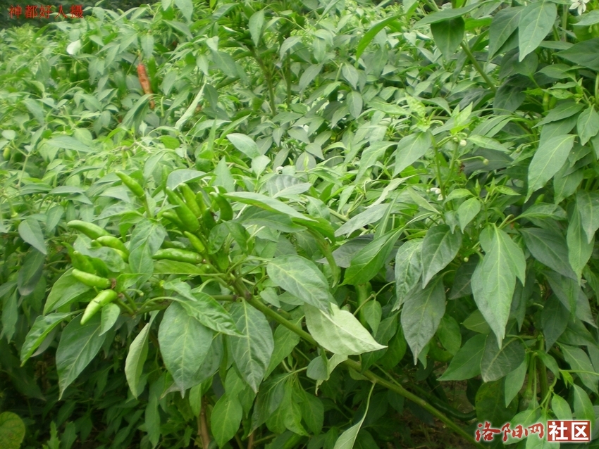 DSCN5140.JPG