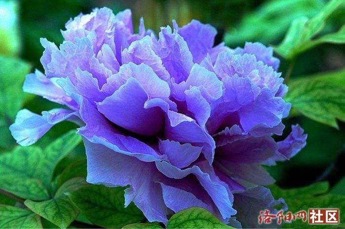 酒泉子:春游洛阳赏牡丹之蓝田玉