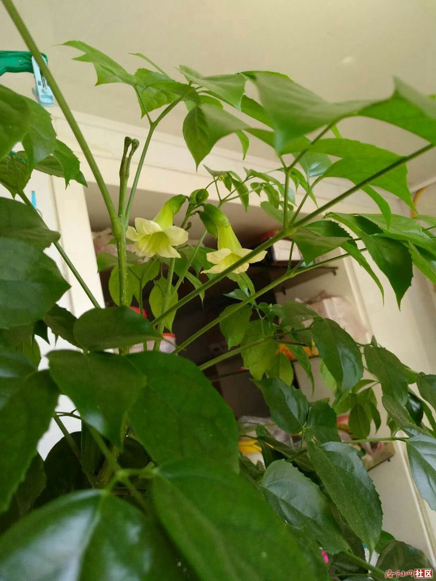 菜豆树开花之后为什么会腋牙会枯死