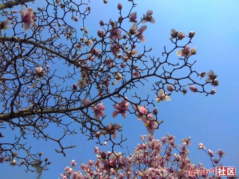 有的人口吐芬芳_吐的图片(2)