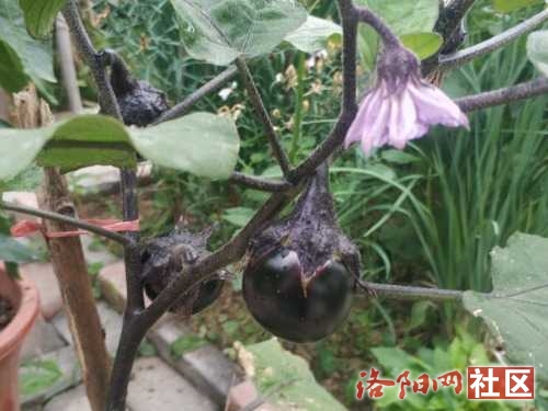 IMG_20220616_061539.jpg