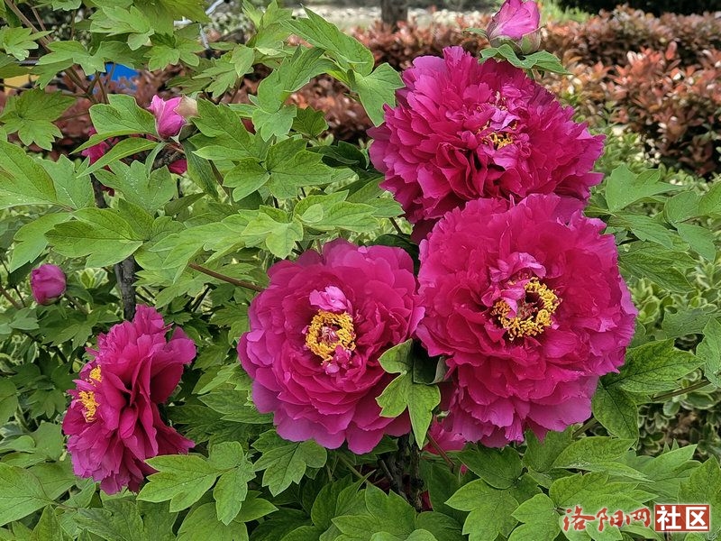 c31cac5b8f1ddf74cb60bc4f0dce7dd.jpg
