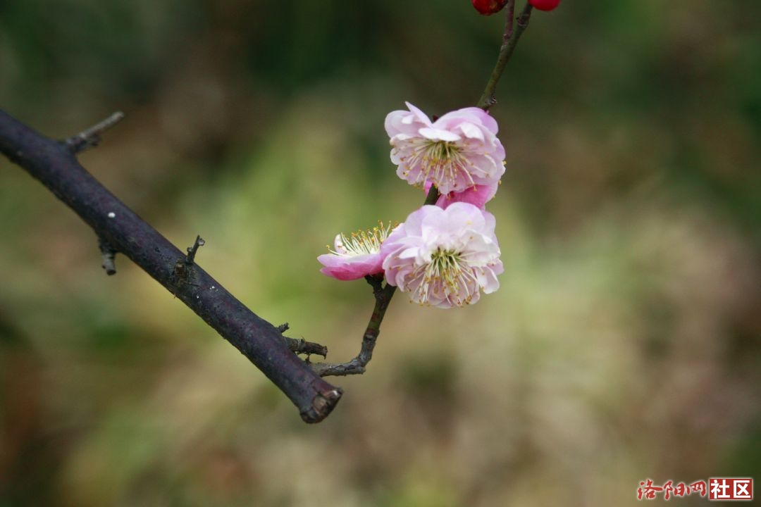 _MG_5710.JPG