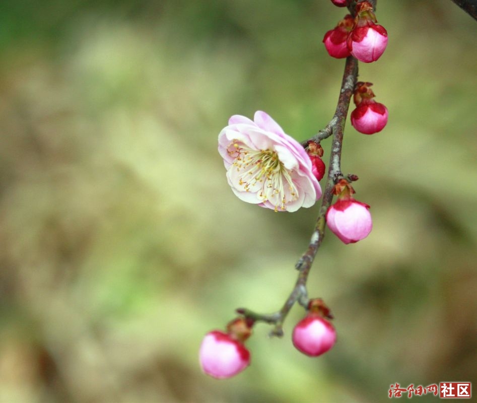 _MG_5711.JPG