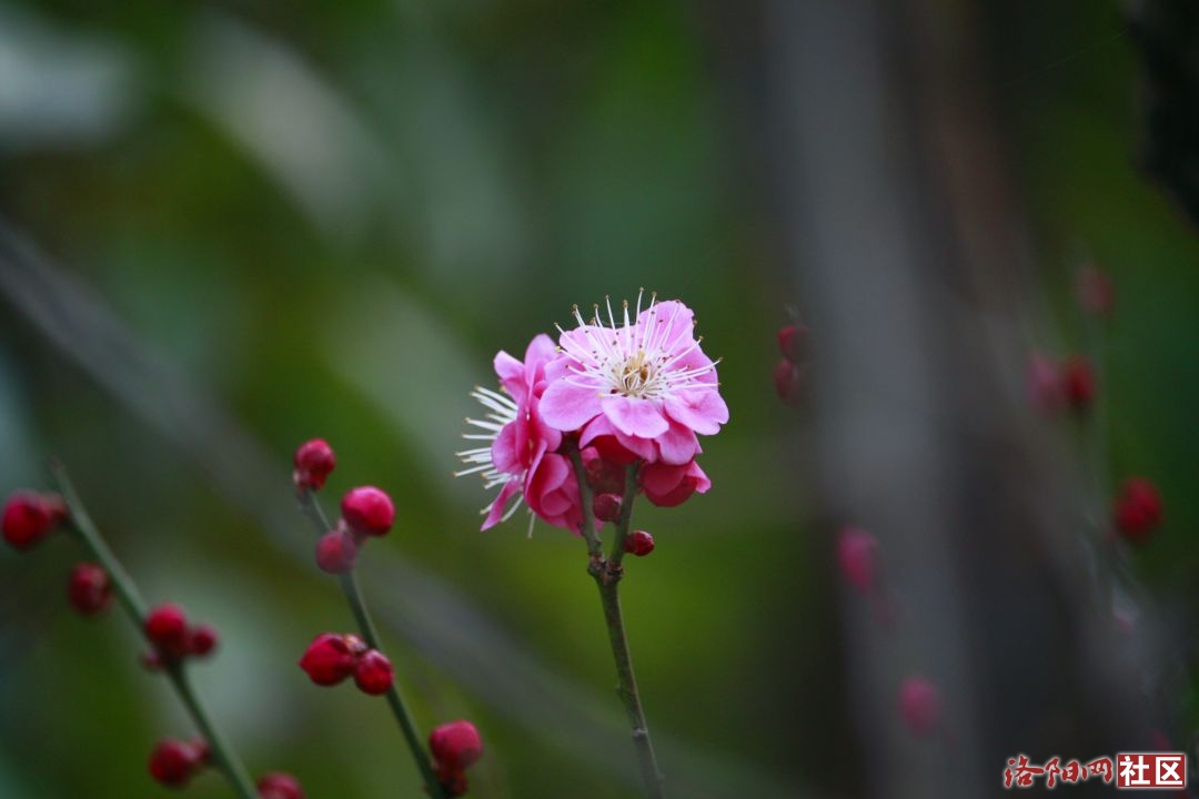 _MG_5774.JPG