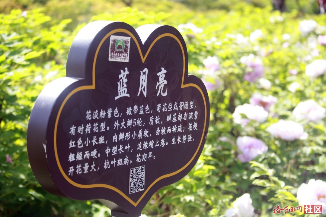 _MG_6734.JPG