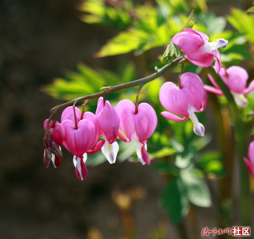 _MG_6713.JPG