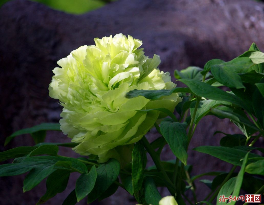 _MG_6633.JPG