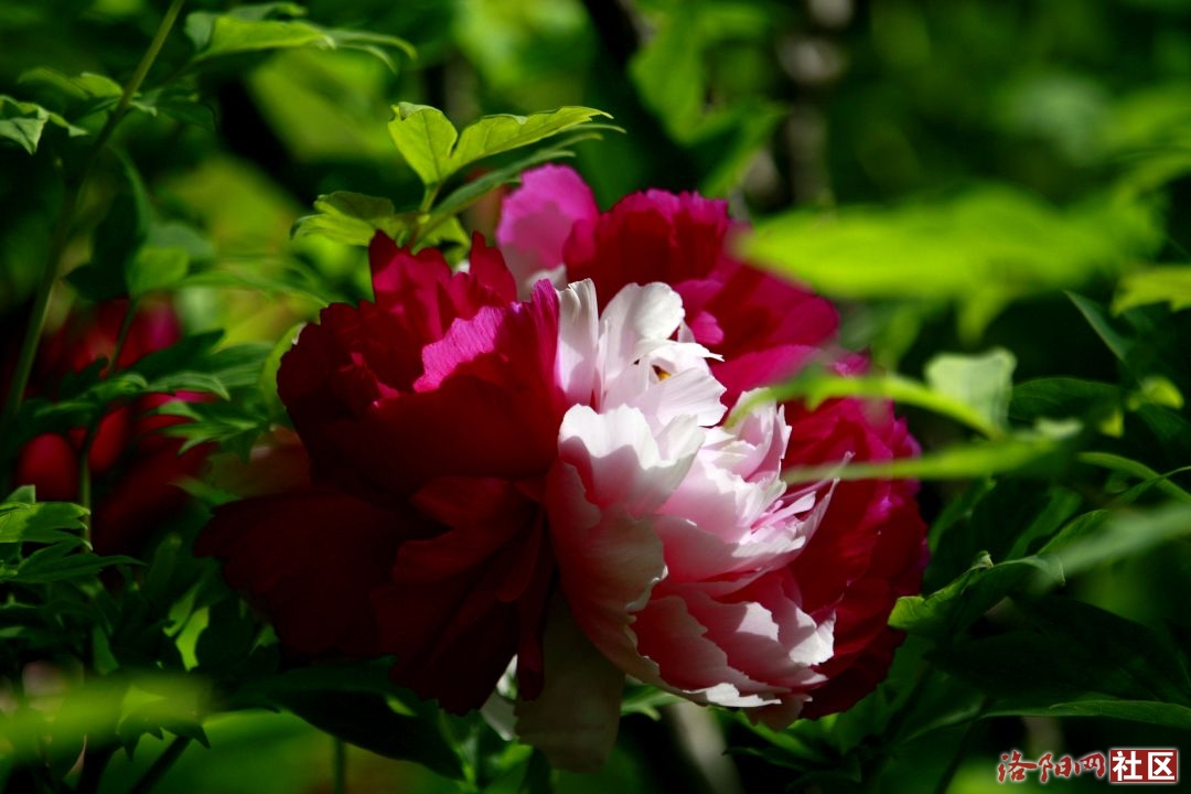 _MG_6689.JPG