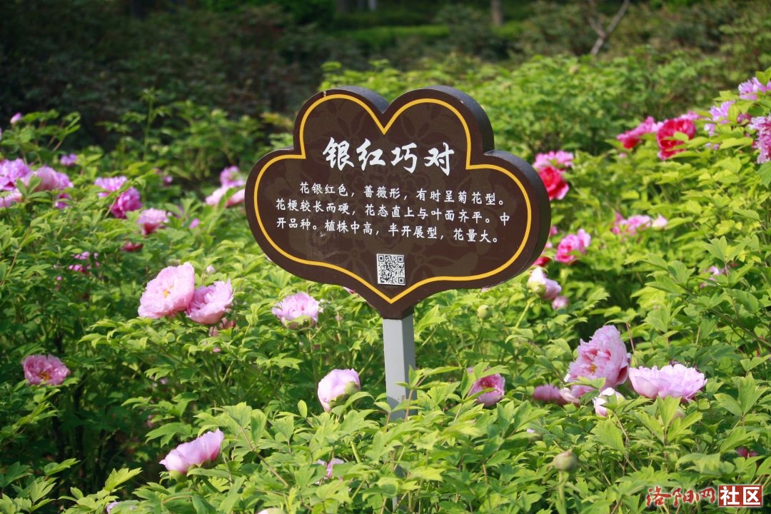 _MG_6600.JPG