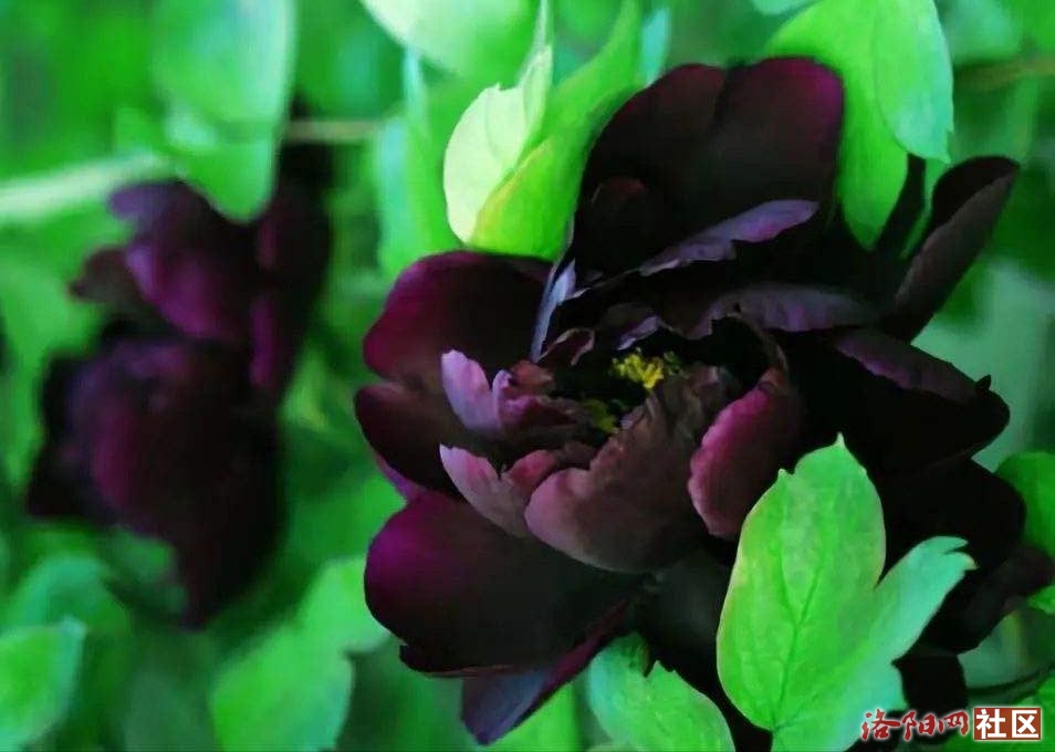 downloadfile-11.jpg
