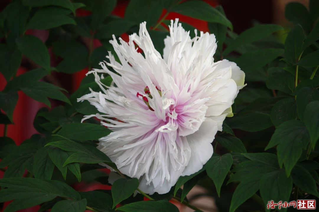 _MG_7865.JPG
