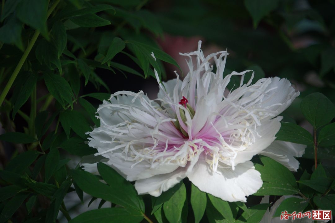 _MG_7885.JPG