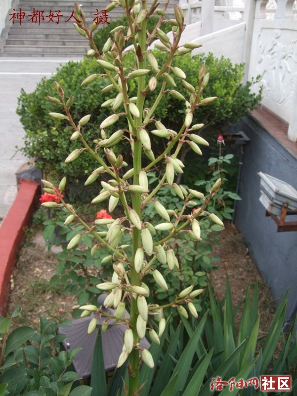 DSCF4031.JPG