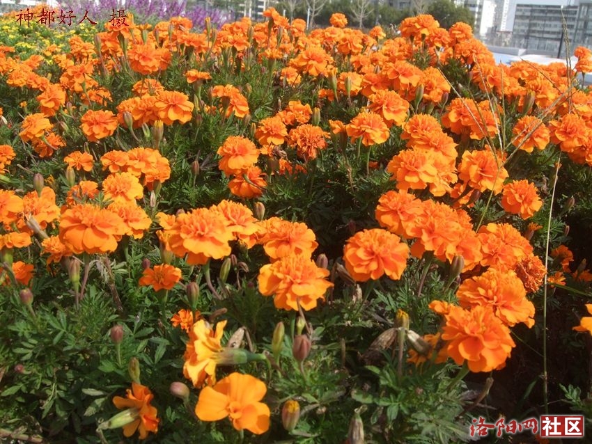 DSCF4029.JPG