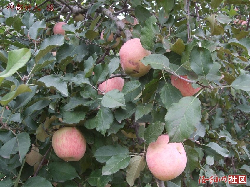 DSCF4011.JPG