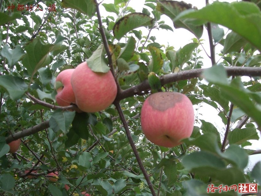 DSCF4020.JPG