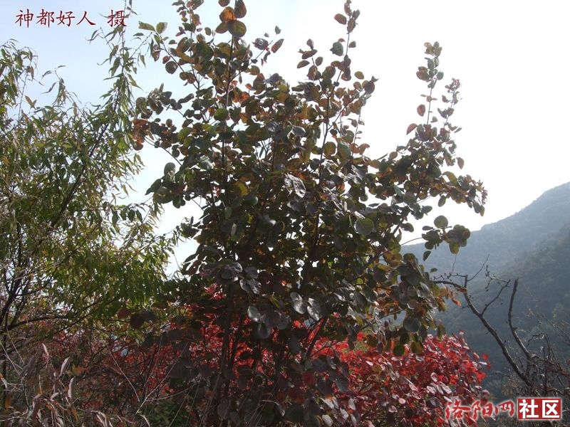 DSCF4233.JPG