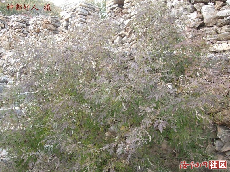 DSCF4076.JPG