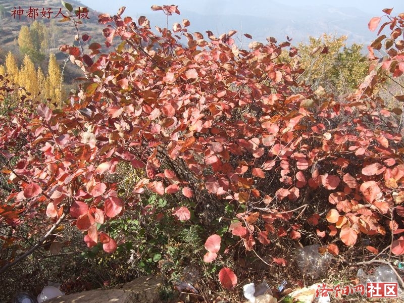 DSCF4020.JPG