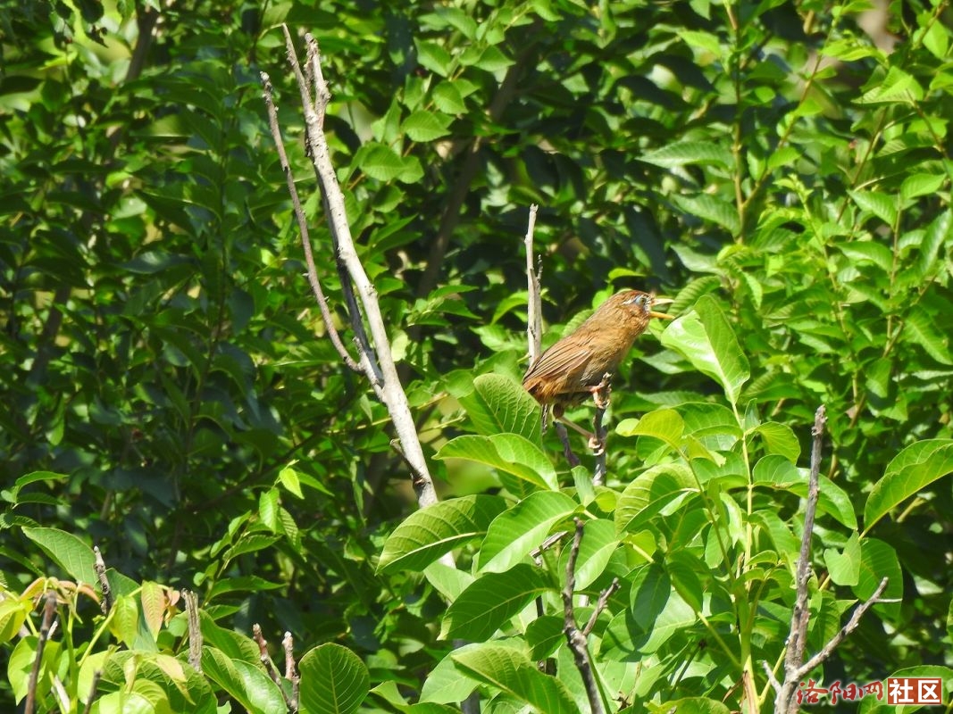 DSCN4272-3.jpg