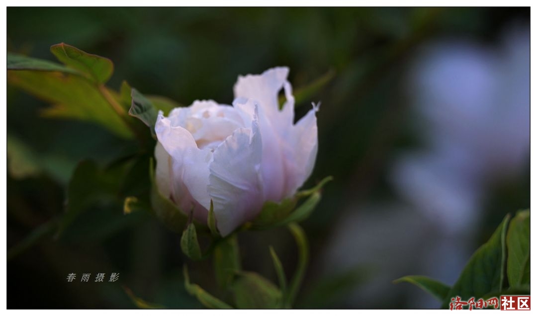DSC_4775_.jpg