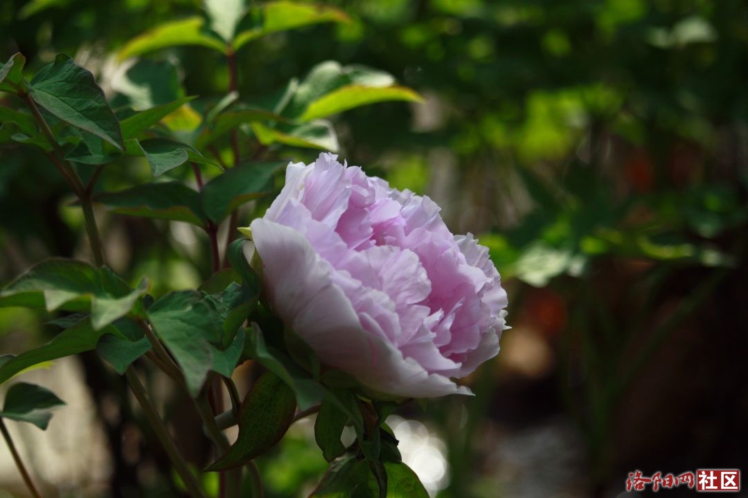 _MG_9767.JPG
