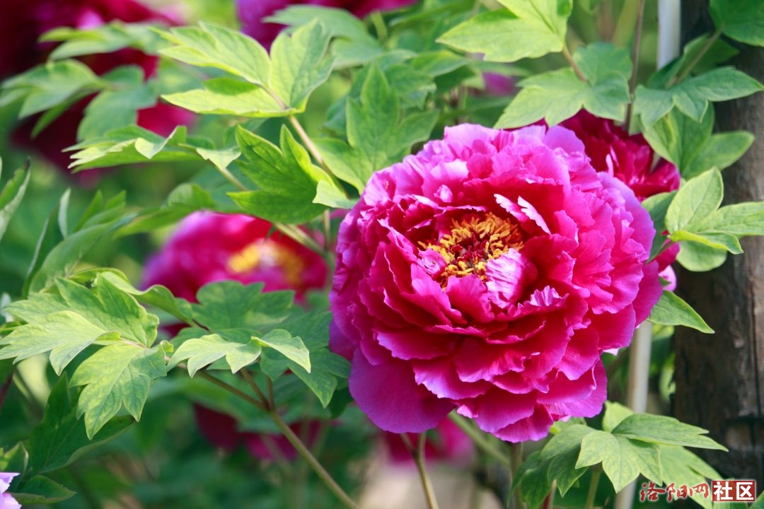 _MG_9771.JPG