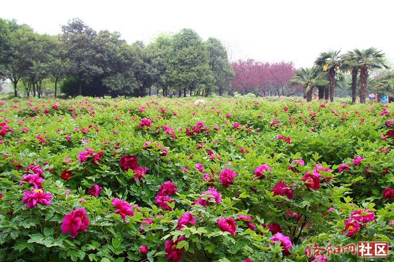 【千人萬帖話牡丹】4月12日 中國國花園 採風