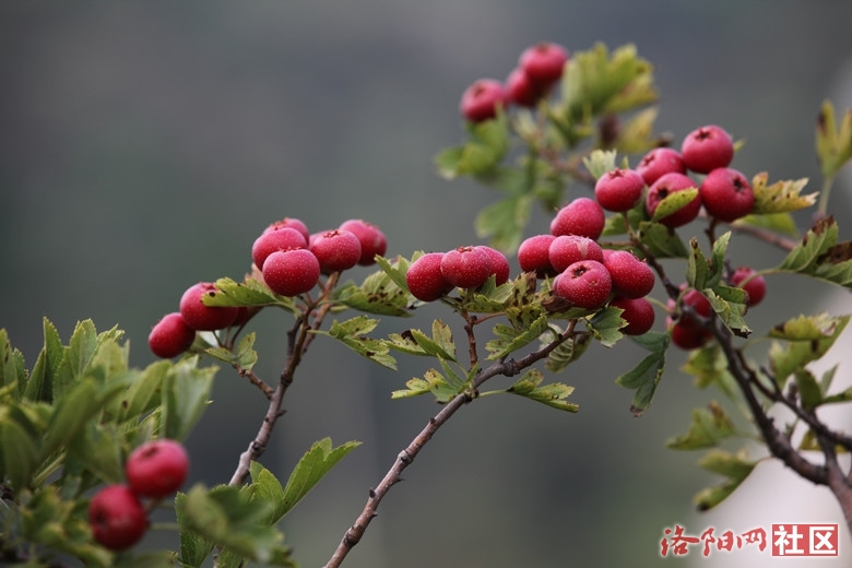 山楂樹之戀 (詩歌吧)