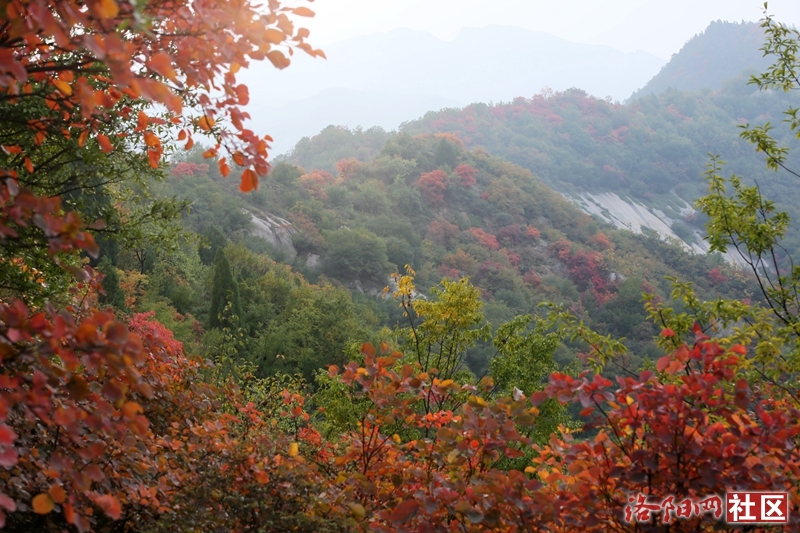 社區地圖 69 文化洛陽 69 攝影天地 69 神靈寨紅葉勝過四月花