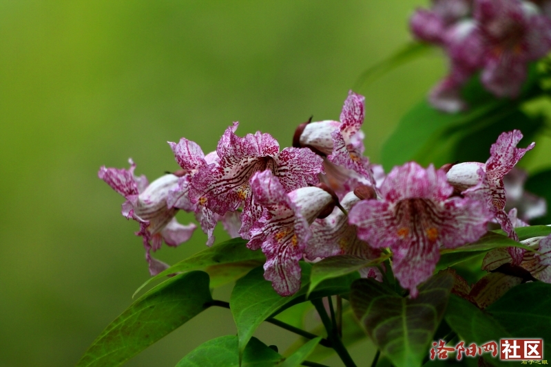 石子之眼美麗的楸樹花